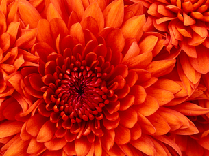 Text for Chrysanthemum